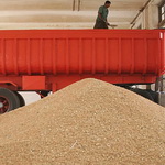 خرید یک میلیون و ۳۴۰ هزار تن محصول گندم در خوزستان