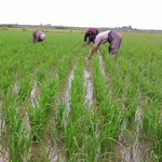 پیش‌بینی کشت بیش از دو هزار هکتار برنج در چهارمحال و بختیاری