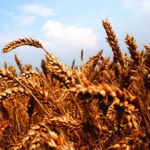 تلاش گلستان برای کسب رتبه نخست تولید گندم در کشور