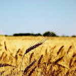 مراکز ذخیره سازی گندم در مازندران افزایش یافت