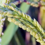 ظهور اولین خوشه طلایی برنج در گیلان