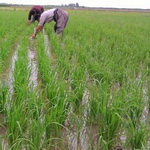 افزایش کشت برنج امسال در مازندران