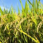 هزینه تولید برنج در لاهیجان کاهش یافت