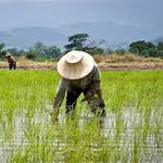 کشت دوباره برنج در مازندران در معرض خطر