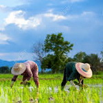 یک هزار هکتار از اراضی ایذه زیرنشاکاری برنج رفت