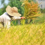 شرق گیلان در صدر جدول کاهش سختی برداشت برنج