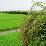 یش بینی افزایش 10درصدی تولید برنج در مازندران