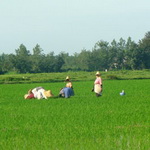 97 درصد برنج گیلان برداشت شد