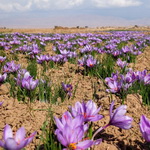 پیش‌بینی آبرسانی 10 هزار تانکر به مزارع زعفران سرایان