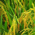 برنج راتون گیلان ارگانیک ترین محصول در کشور است