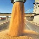 1.2 میلیون تن گندم در سیلوهای کرمانشاه ذخیره است
