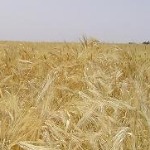 فائو: تولید جهانی گندم کم می‌شود
