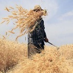 افزایش عرضه گندم در بورس