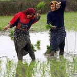 کشت برنج در خراسان شمالی ممنوع شد