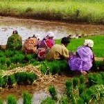 تاثیر مزارع برنج بر گرمایش زمین