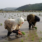 انجام خزانه‌گیری برنج در ۵ درصد اراضی شالی‌کاری فومن