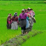 خزانه‌گیری برنج در ۳۰۰۰ هکتار از شالیزارهای شهرستان قزوین