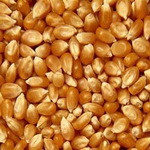 ذرت و برنج اولین محصولات وارداتی به ایران