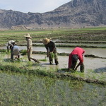 قیمت زیاد کاشت از مهمترین مشکلات برنج‌کاران دورود