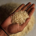 رمزگشایی از دلایل افزایش واردات برنج امارات در فصل ممنوعیت ایران