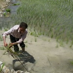 رفع تصرف اراضی زیر کشت غیرقانونی برنج