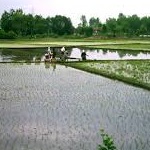 پیش بینی برداشت 60 هزار تن برنج از مزارع شالیزاری بهشهر