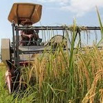 پیش‌بینی برداشت مکانیزه برنج در ۱۹۰ هزار هکتار شالیزار