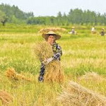 ۳۰ درصد برنج شالیزارهای گیلان آماده برداشت است
