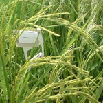 مبارزه با آفت کرم ساقه خوار برنج در شالیزارهای تالش
