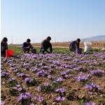 در ایران به برند زعفران کمتر بها داده می‌شود