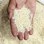 آخرین فرصت برای شناسنامه‌دار شدن برنج مازندران