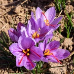 تولید سالانه 40 کیلوگرم زعفران در گیلان